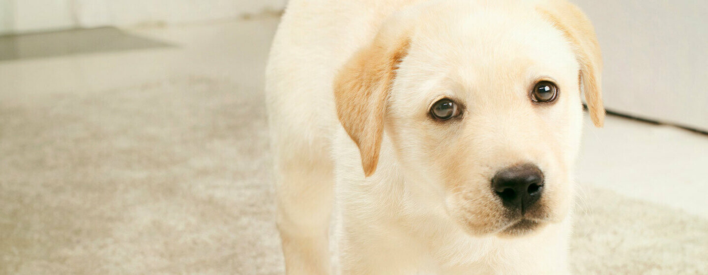 Labrador puppies sales done deal